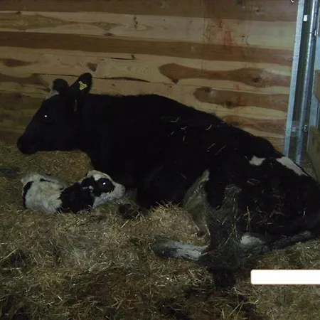 Hochbrandt Lejlighed Spital Am Pyhrn