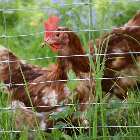 Hochbrandt Farmház
