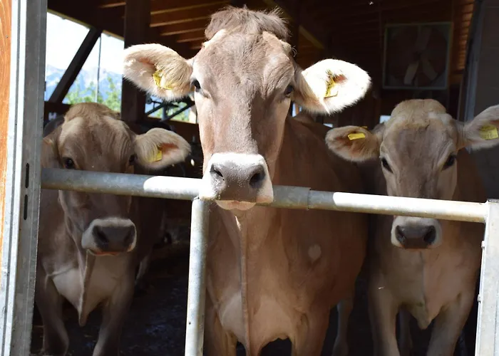 Κατάλυμα σε φάρμα Hochbrandt Spital Am Pyhrn
