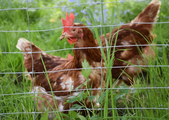 Hochbrandt Séjour à la ferme